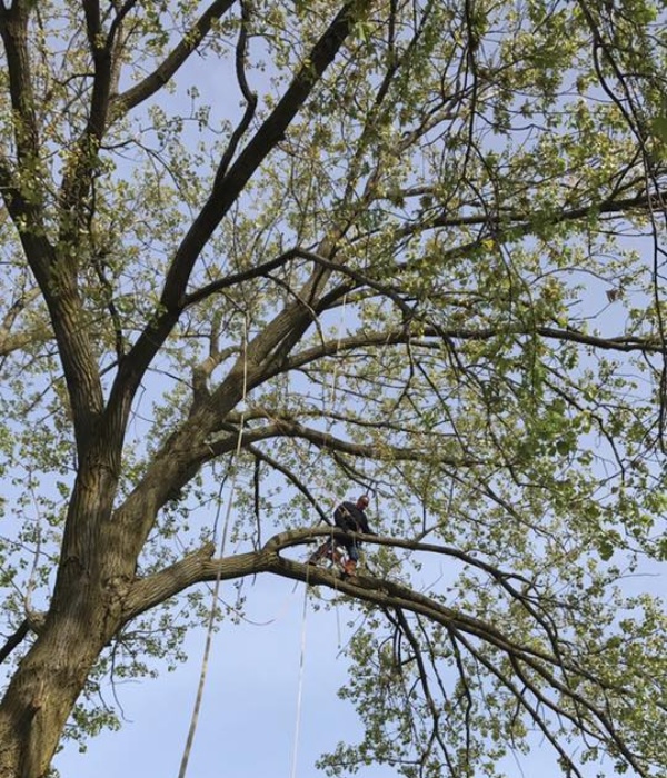 Reliable Tree Trimming